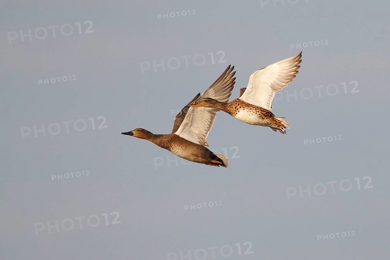 Gadwall (Mareca strepera) pair flying, North Rhine-Westphalia, Germany