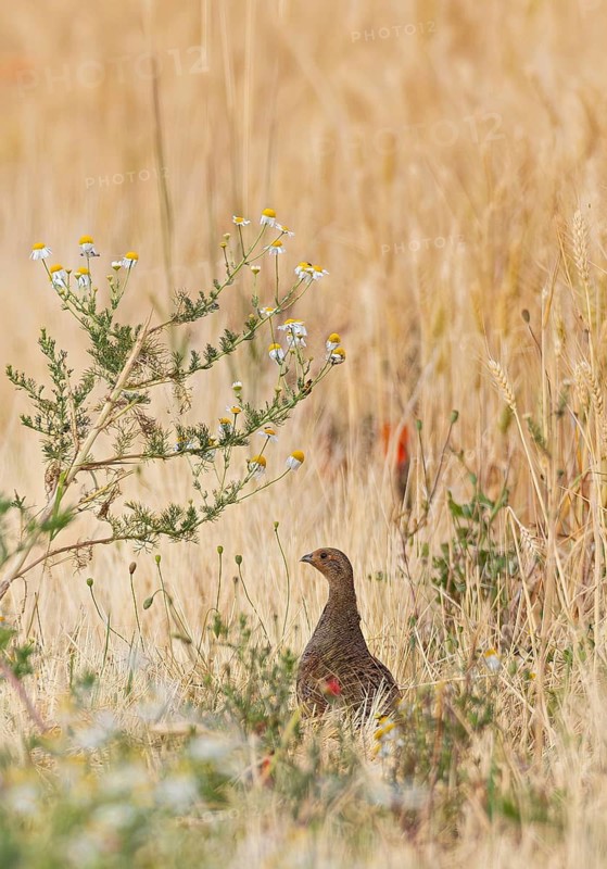 Partridge (Perdix perdix) female standing alone in colourful flowering strips of poppies and chamomile on the edge of a field next to a cereal field in summer, Hesse, Germany