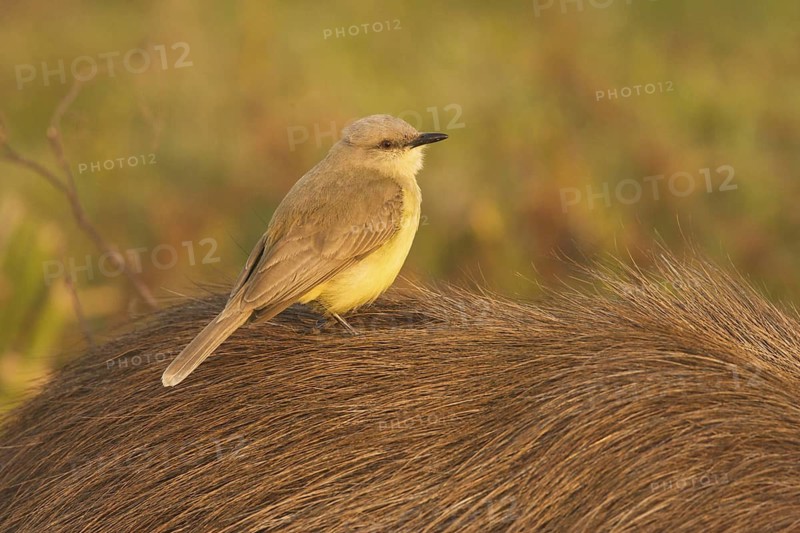 Cattle Tyrant (Machetornis rixosa), Corrientes, Argentina