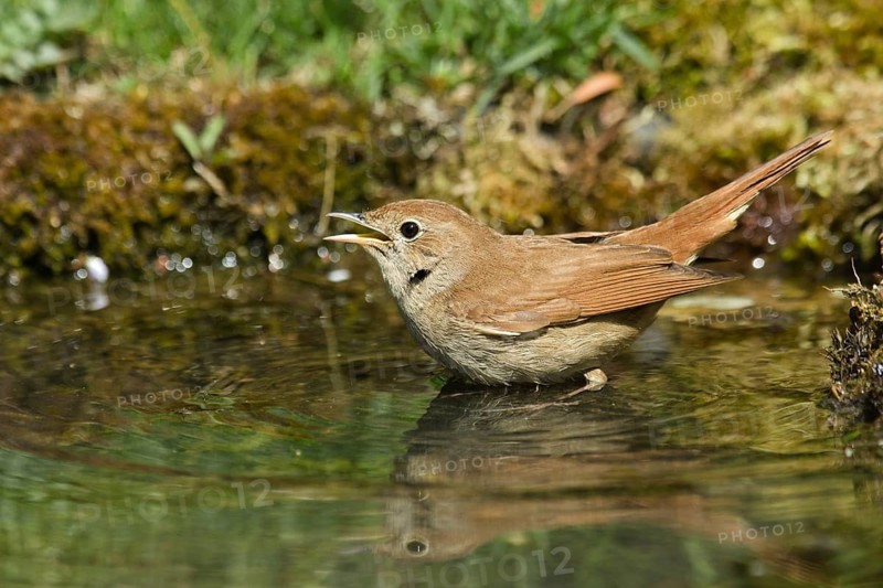 Common Nightingale (Luscinia megarhynchos) drinking at a waterhole, Liguria, Italy