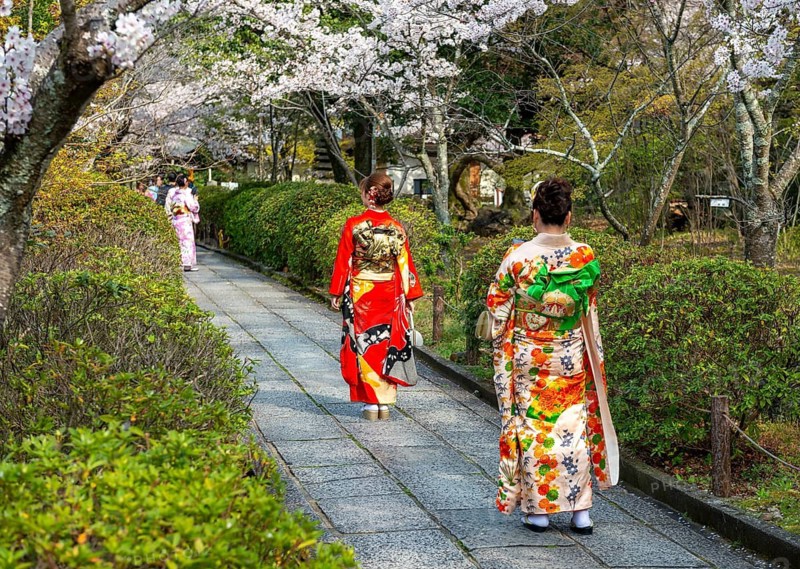 Two Japanese woman in colorful kimonos on a path between cherry blossoms, Kyoto, Japan
