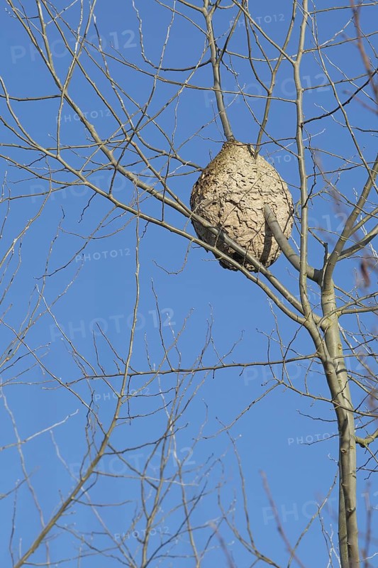 Paper nest of European hornets (Vespa crabro) hanging in tree in winter