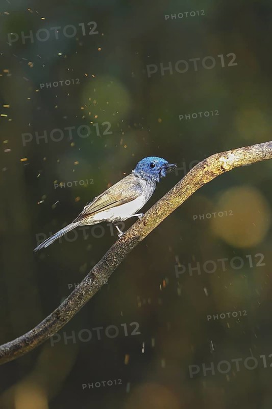 Black-naped Monarch (Hypothymis azurea) female perched on a branch, Kaeng Krachan, Thailand