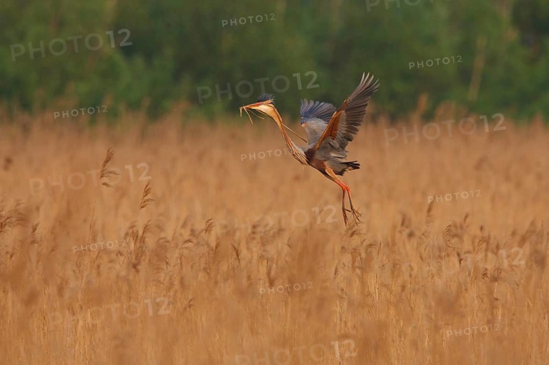 Purple Heron (Ardea purpurea) flying, Netherlands