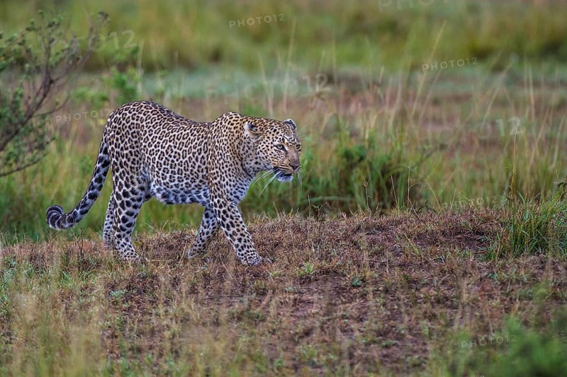 Leopard (Panthera pardus), South Africa
