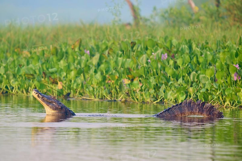 A caiman swimming in the water near green vegetation, the scene looks peaceful, Spectacled caiman (Caiman yacare, Caiman crocodilus yacare), Pantanal, Mato Grosso, Brazil