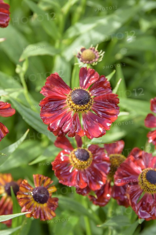 Sunflower (Helenium 'Rubinzwerg'), Anhalt University of Applied Sciences, Bernburg, Saxony-Anhalt, Germany