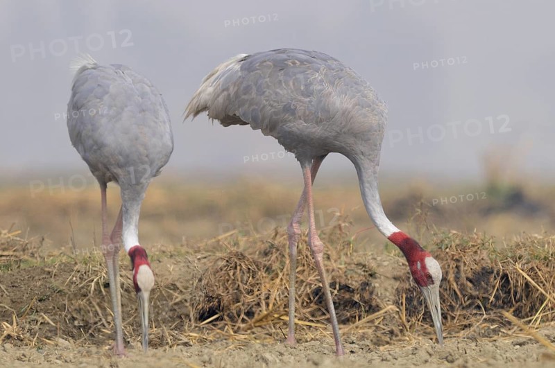 Sarus Crane (Antigone antigone) foraging, Keoladeo National Park, India