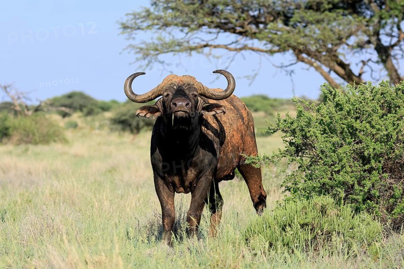 Cape buffalo (Syncerus caffer), adult, foraging, feeding, Mokala National Park, Northern Cape, South Africa