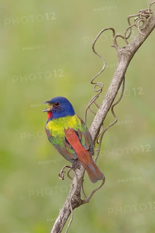 Painted Bunting (Passerina ciris) male singing, perched on a branch, Texas, USA