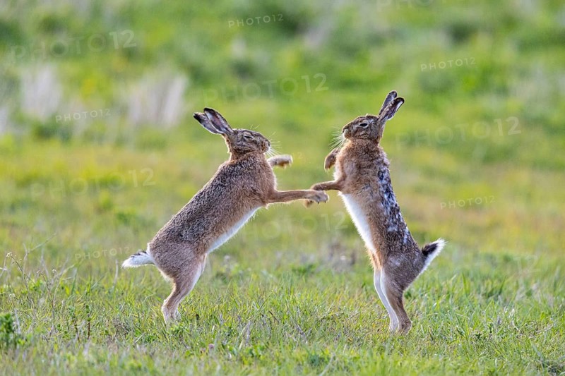 European hare (Lepus europaeus) Mating season Germany