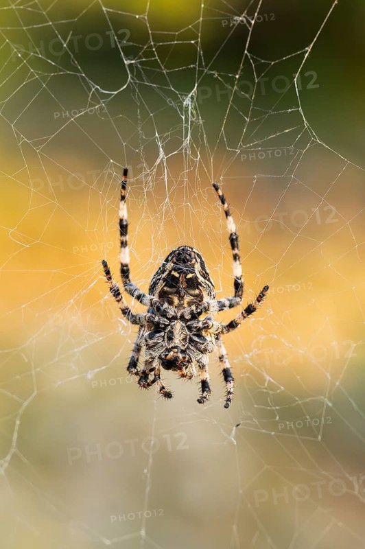 European garden spider (Araneus diadematus) hanging on a spider web at eveing on the island of Cres, Croatia