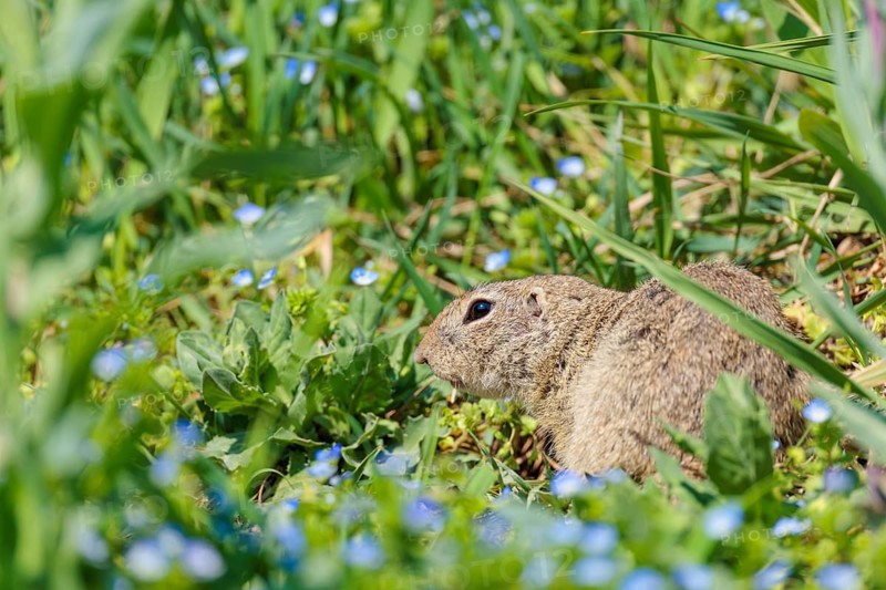 An adult ground squirrel (Spermophilus citellus) eats leaves and flowers on a sunny day in a green meadow with tall vegetation. Austria