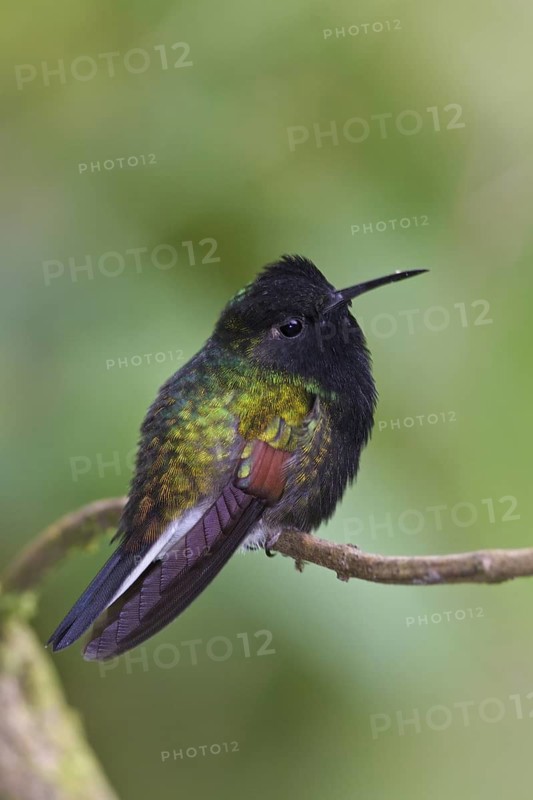 Black-bellied Hummingbird (Eupherusa nigriventris) perched on a branch in Costa Rica