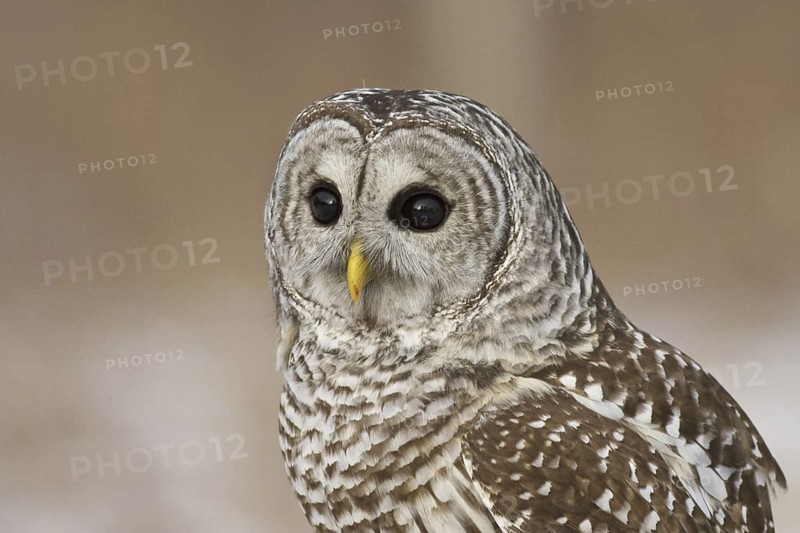 Barred Owl (Strix varia), Ontario, Canada