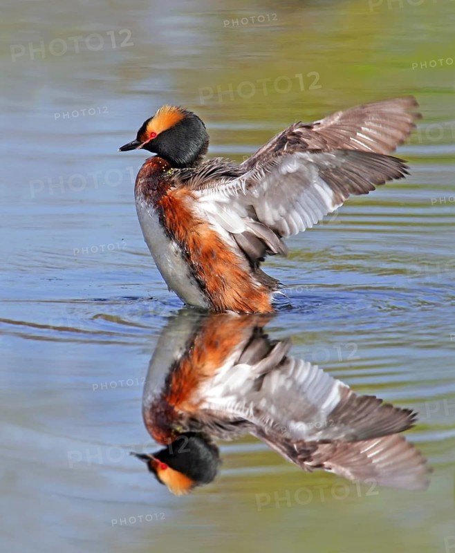 Horned Grebe, Podiceps auritus, stretching its wings in a lake in Saskatchewan