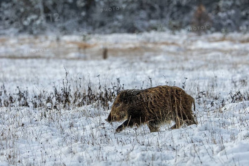 A wild boar (Sus scrofa) trudges through the snow in search of conspecifics, winter, snow, cold, baby animals, cute, November, Denmark