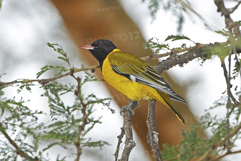 Black-headed Oriole (Oriolus larvatus), Lake Baringo, Kenya