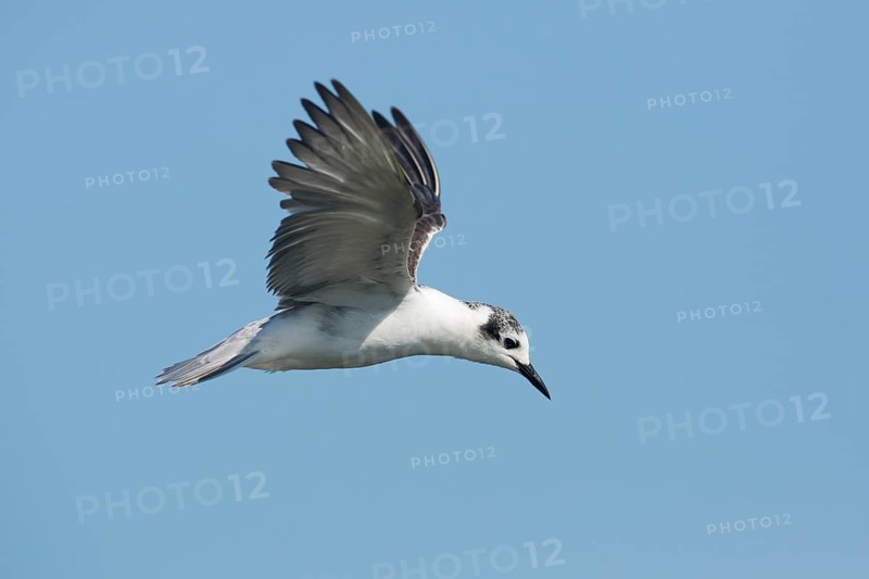 White-winged Tern (Chlidonias leucopterus) flying, Victoria, Australia