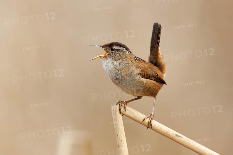 Marsh Wren (Cistothorus palustris) singing, British Columbia, Canada