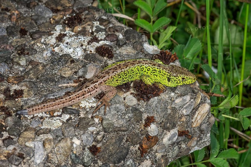 A male sand lizard (Lacerta agilis) sunbathing on a moss-covered stone, Baden-Württemberg, Germany