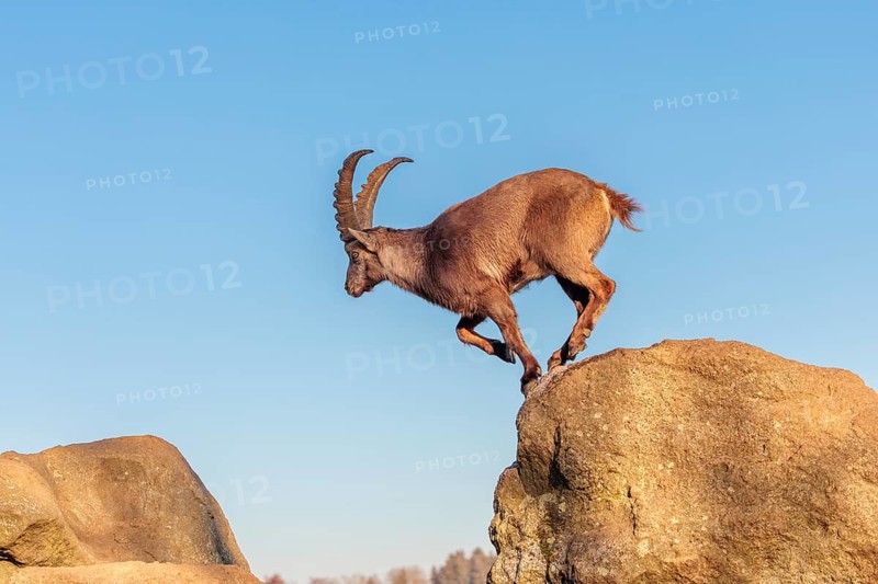 A male ibex (Capra ibex) leaps from rock to rock in the warm evening light. A blue sky can be seen in the background. Carinthia, Austria