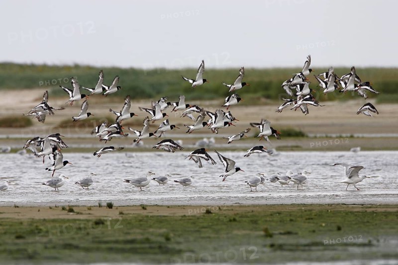 Austernfischer_startend, lat. Haematopus ostralegus