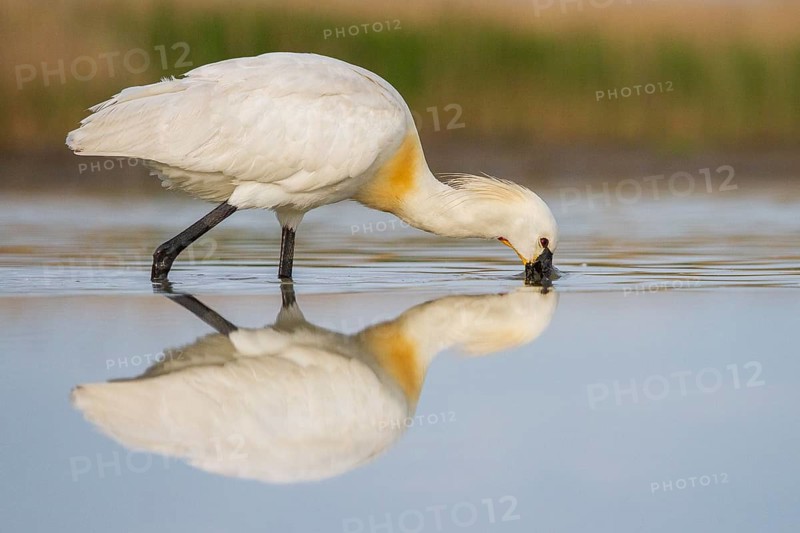 Eurasian Spoonbill (Platalea leucorodia) foraging, Pusztaszer, Hungary