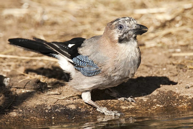 Eurasian Jay (Garrulus glandarius), Castile-La Mancha, Spain