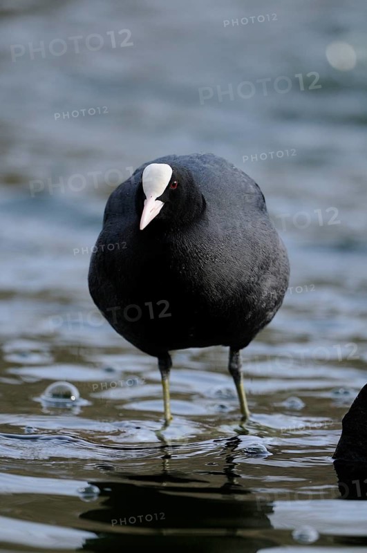 A coot standing in still water, its attention focussed forward, Eurasian Coot (Fulica atra), Bavaria