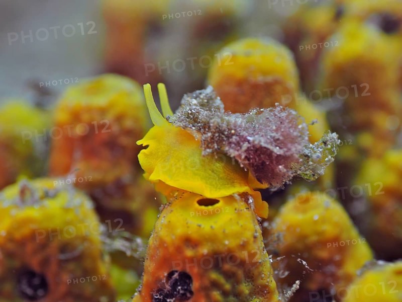 Golden sponge snail (Tylodina perversa)