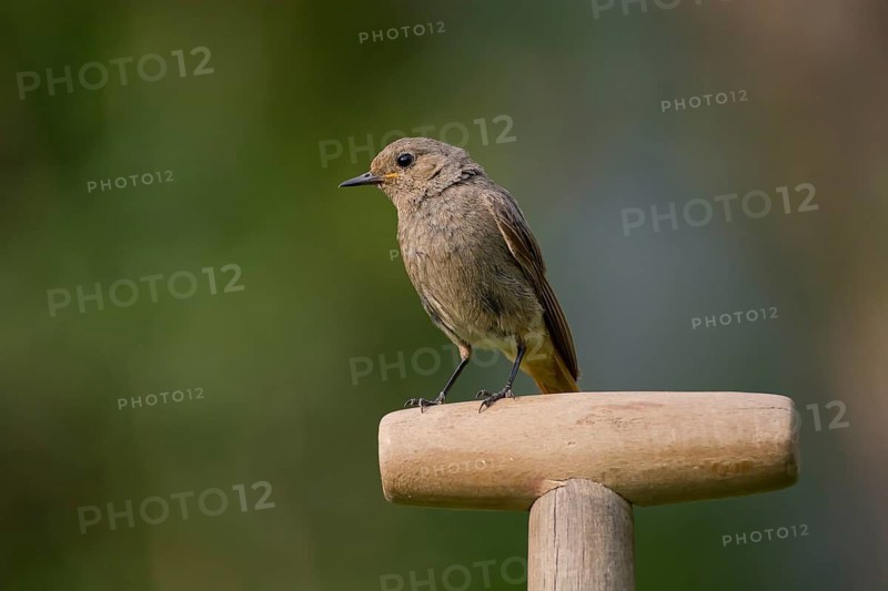 Black Redstart (Phoenicurus ochruros) female perched on spade handle in backyard, Saxony, Germany