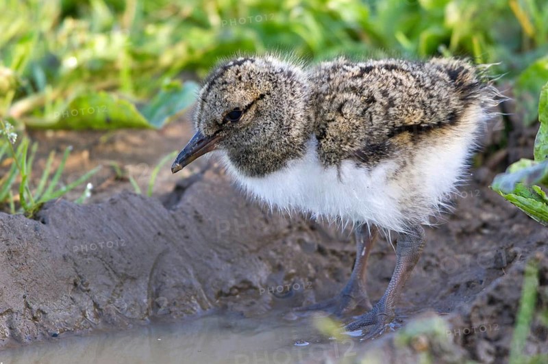 Eurasian Oystercatcher (Haematopus ostralegus) chick, Texel, Netherlands