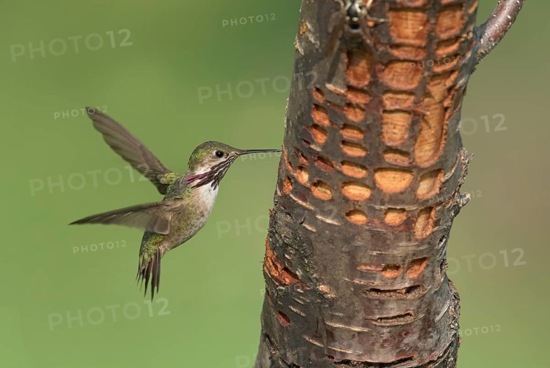 Calliope Hummingbird (Selasphorus calliope) male flying, British Columbia, Canada