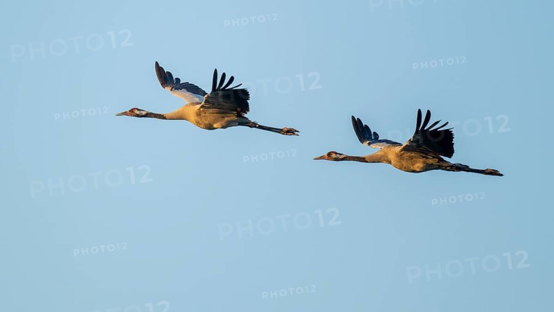 Crane (Grus grus), two cranes in flight, warm morning light, blue sky, Lower Saxony, Germany