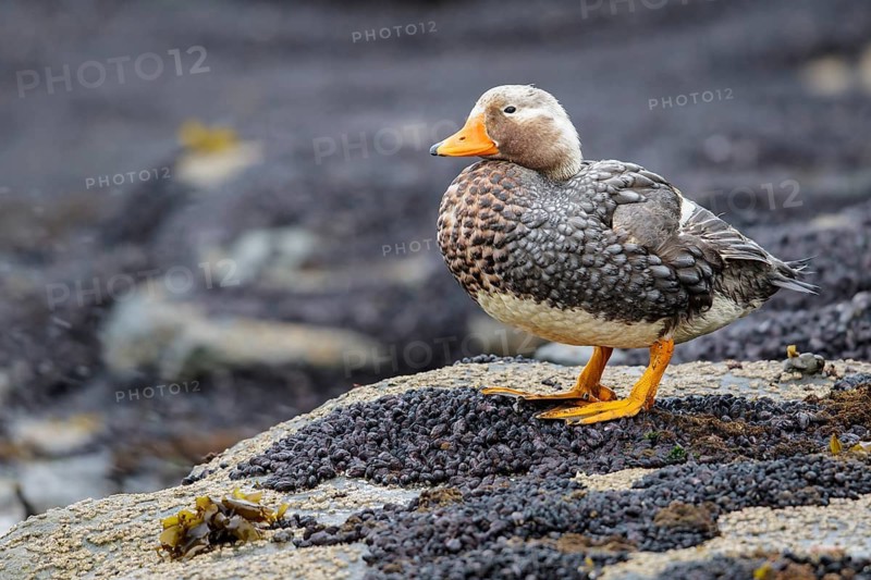 Falkland (Flightless) Steamer-Duck (Tachyeres brachypterus) perched on a rock in the Falkland Islands
