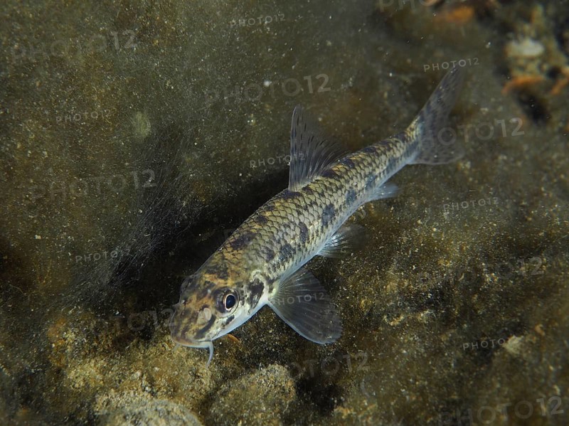 A gudgeon (Gobio gobio) swims above the river bottom, surrounded by organic material and plants. Dive site Zollbrücke, Rheinau, Canton Zurich, Rhine, High Rhine, Switzerland, Germany