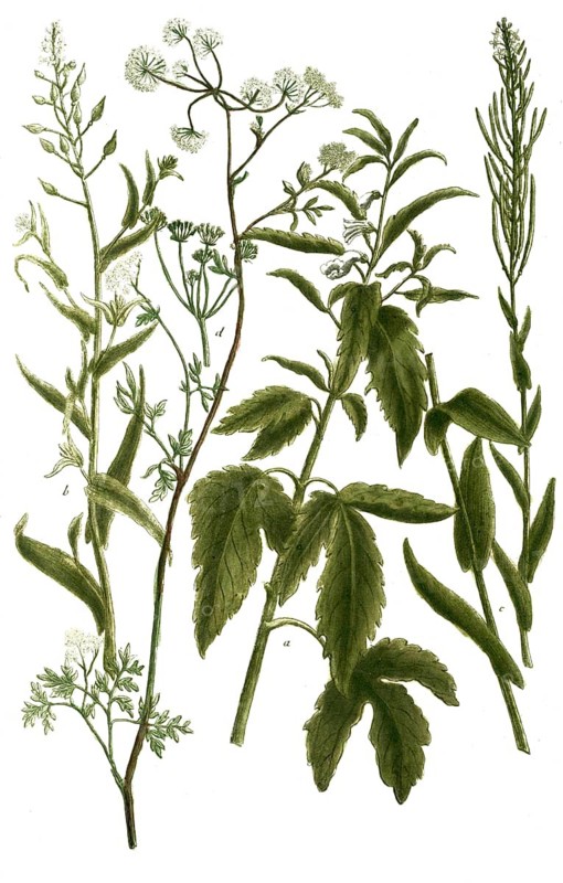 Botany, plants, a. sesamum perficum trifoliatum, b. sesamum, myagrum majus sativum, camelina, c. sesamum sylvestris, flax yolk, d. seseli pratense, mountain fennel
