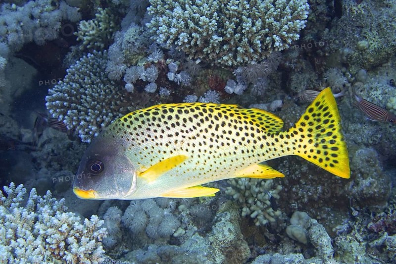 Black spotted sweetlips (Plectorhinchus gaterinus)