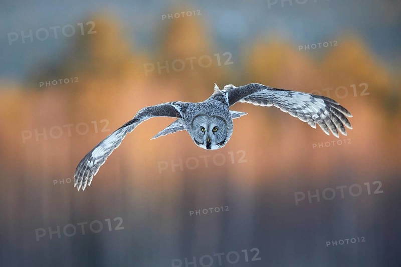 Great Grey Owl (Strix nebulosa) flying, Vaesterbottens laen, Sweden