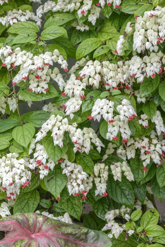 Loose tree (Clerodendrum thomsoniae), Botanical Garden, Munich, Bavaria, Germany