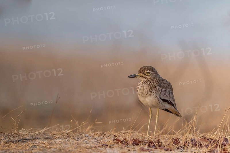Senegal Thick-knee (Burhinus senegalensis), Senegal