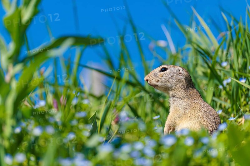 A fully grown ground squirrel (Spermophilus citellus) stands upright on a sunny day in a green meadow with tall vegetation, watching its surroundings intently. A blue sky can be seen in the background. Austria