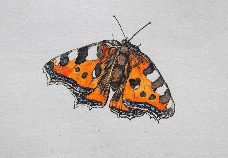 Little fox, butterfly, hand-colored copper engraving by Daniel Rabel from Theatrum Florae, 1620 and 1771