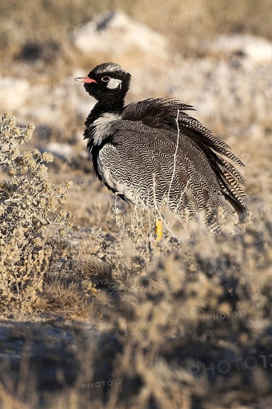 Northern Black Korhaan (Afrotis afraoides) male, Etosha, Namibia