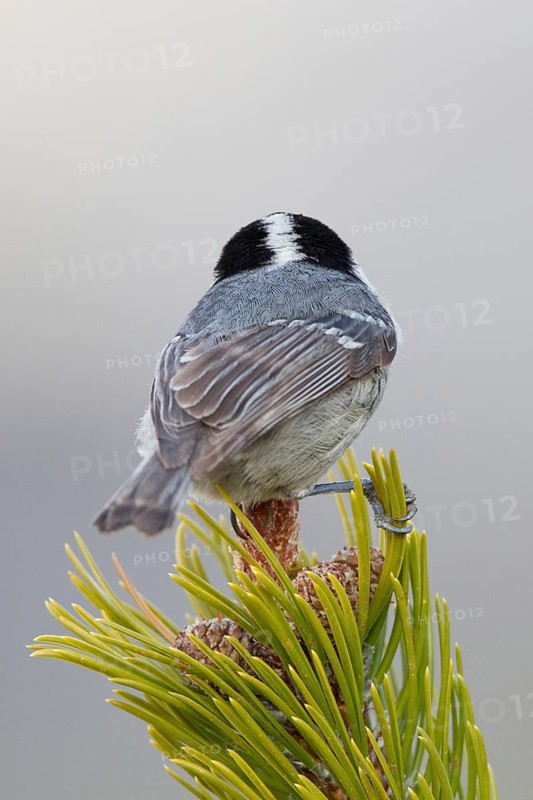 Coal Tit (Periparus ater), Liechtenstein