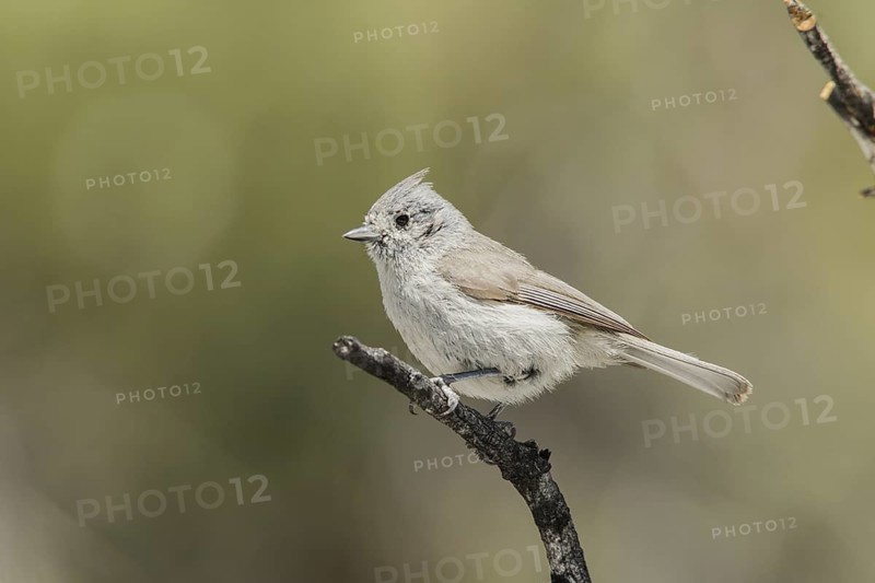 Juniper Titmouse (Baeolophus ridgwayi) male, California, USA
