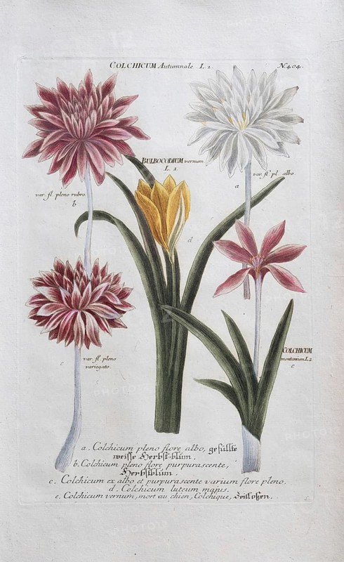 Autumn crocus (Colchicaceae), colchicum, hand-coloured mezzotint copperplate engraving from Phytanthoza iconographica by Johann Wilhelm Weinmann, executed by Bartholomäus Seutter, Johann Jakob Haid and Johann Elias Ridinger, Regensburg 1734-1745