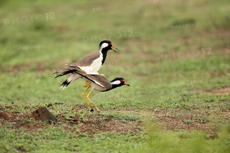 Red-wattled Lapwing (Vanellus indicus lankae) pair mating, Bundala National Park, Sri Lanka
