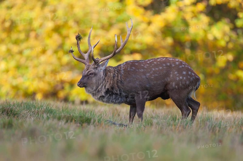 Sika deer (Cervus nippon) adult male stag standing in a woodland clearing in autumn, England, United Kingdom